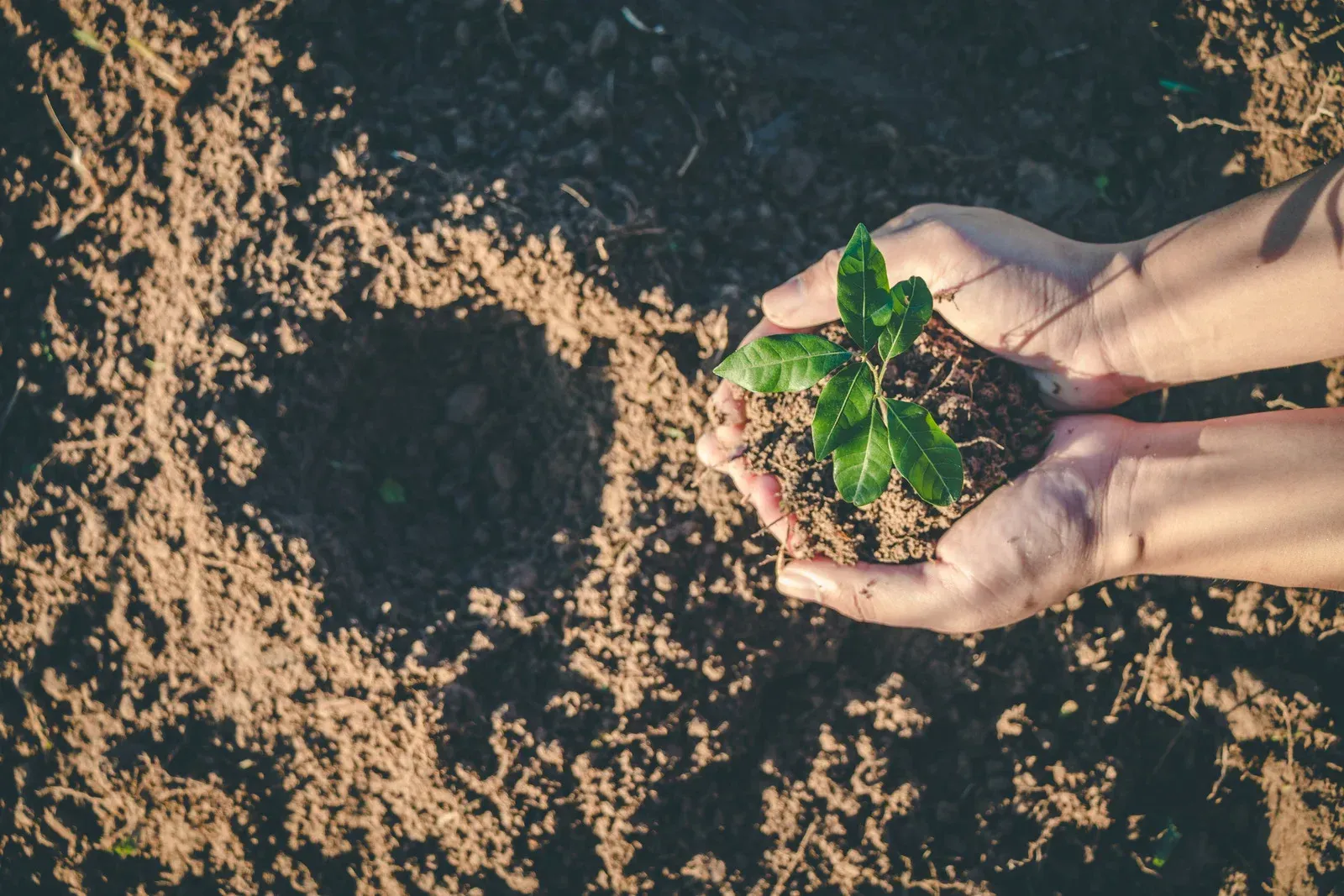 Hands holding a small green plant with soil, ready to be planted in a patch of dirt.