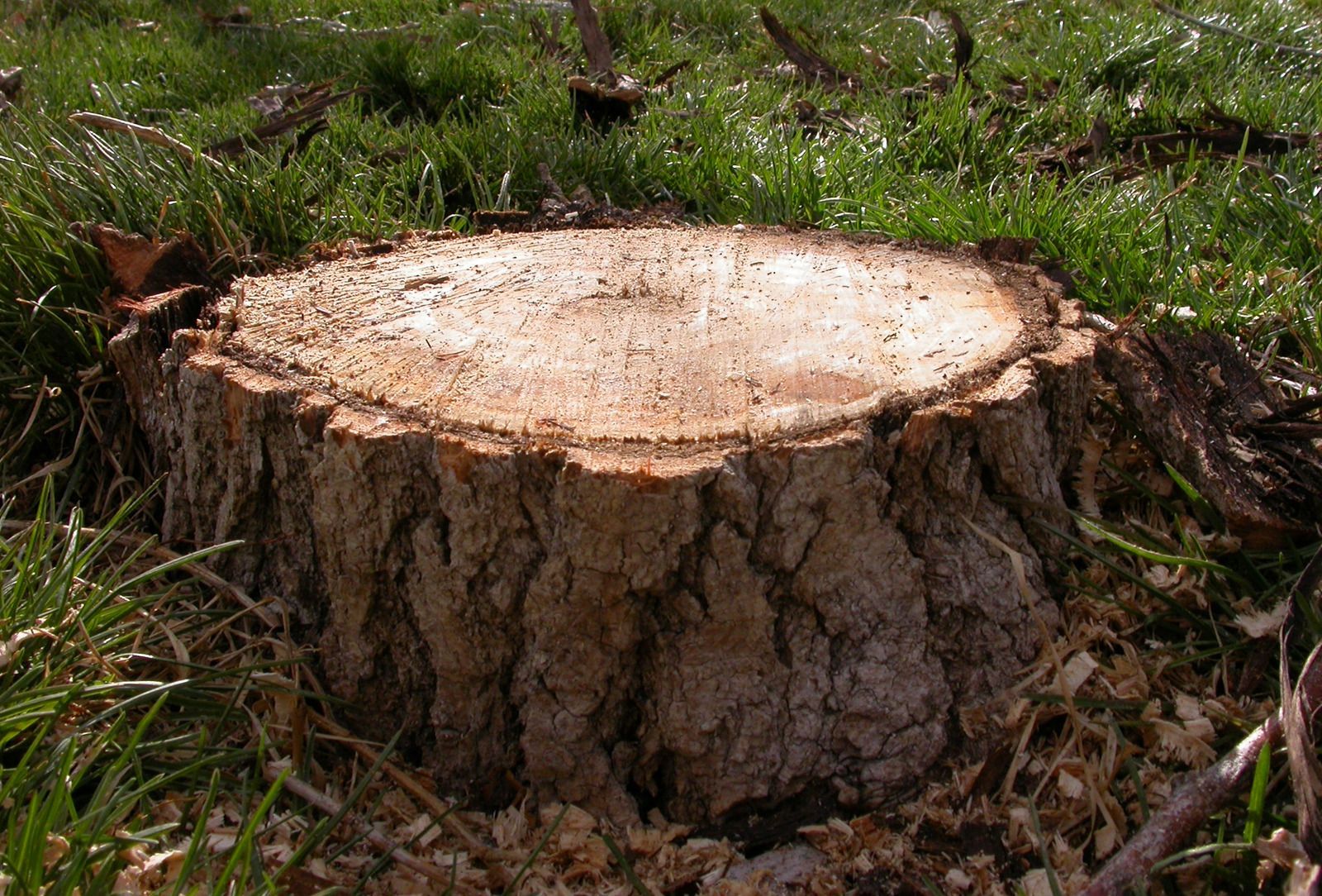 A close-up of a rough-barked tree stump cut flat, situated in a grassy yard.