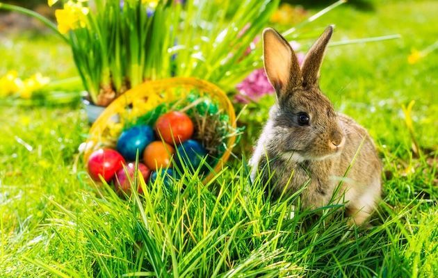 Rabbit beside a basket of colorful Easter eggs in green grass.
