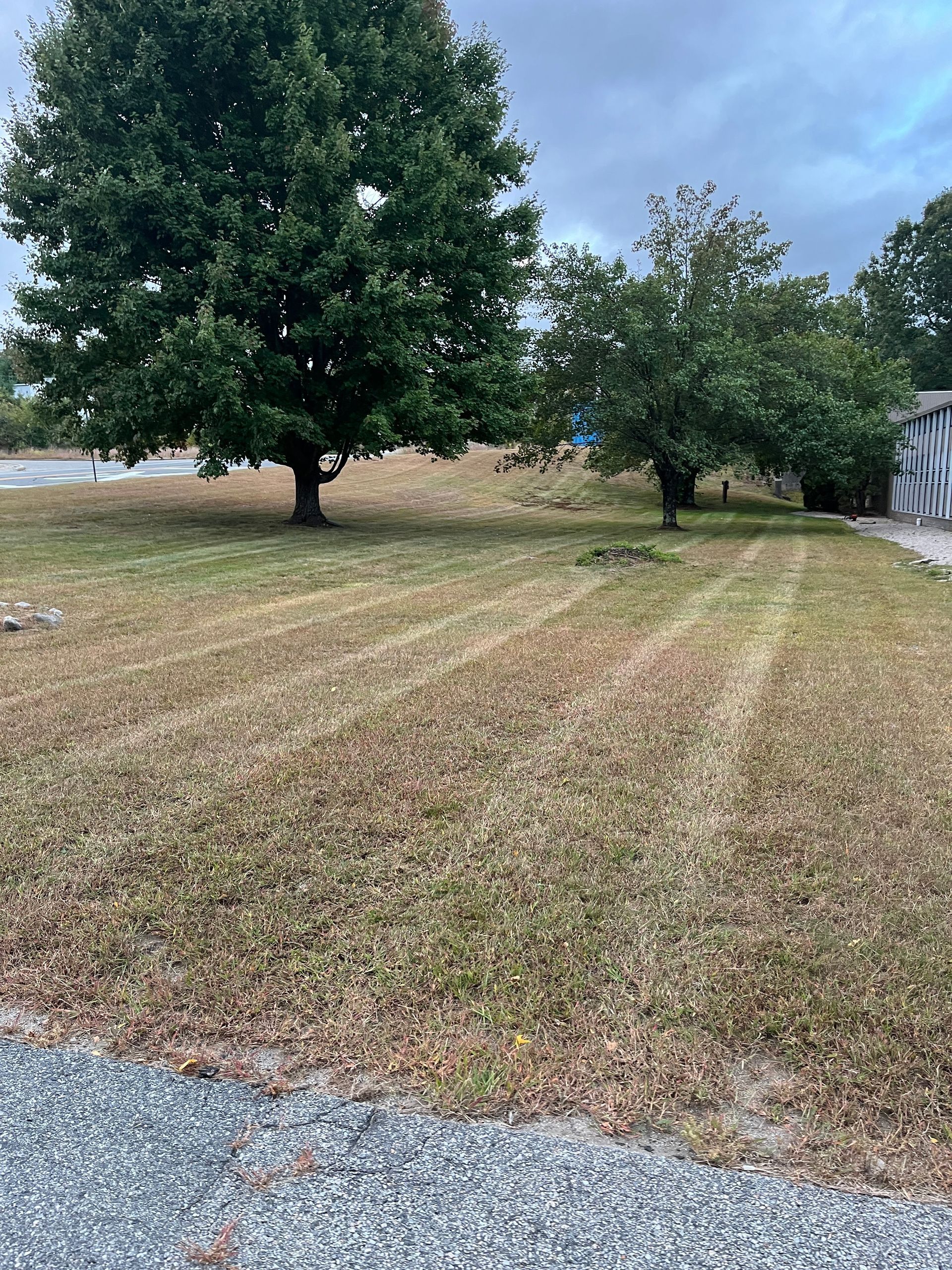 There is a tree in the middle of a field.