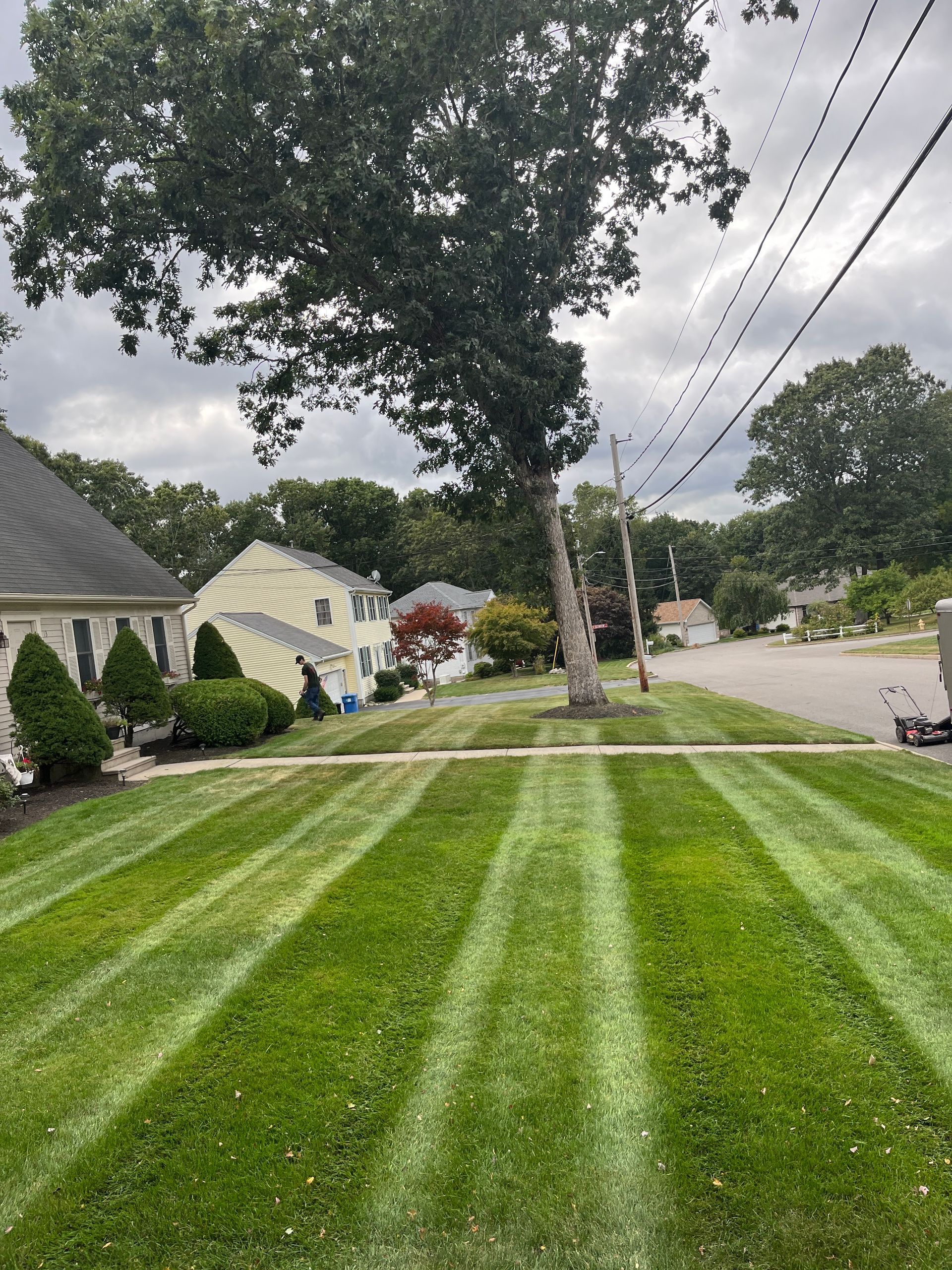 A lush green lawn with a tree in the background and a house in the background.