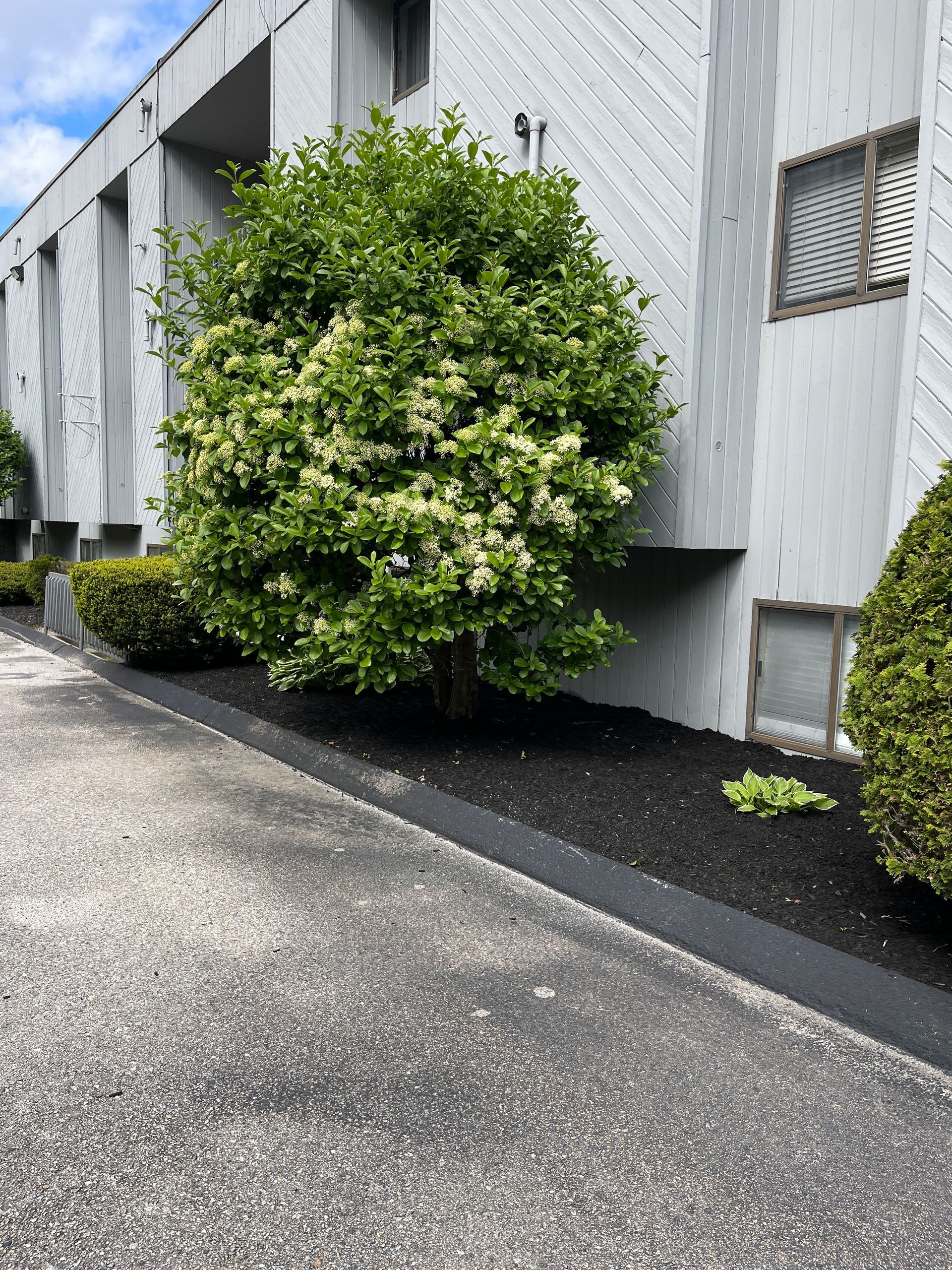 A tree with white flowers is in front of a building