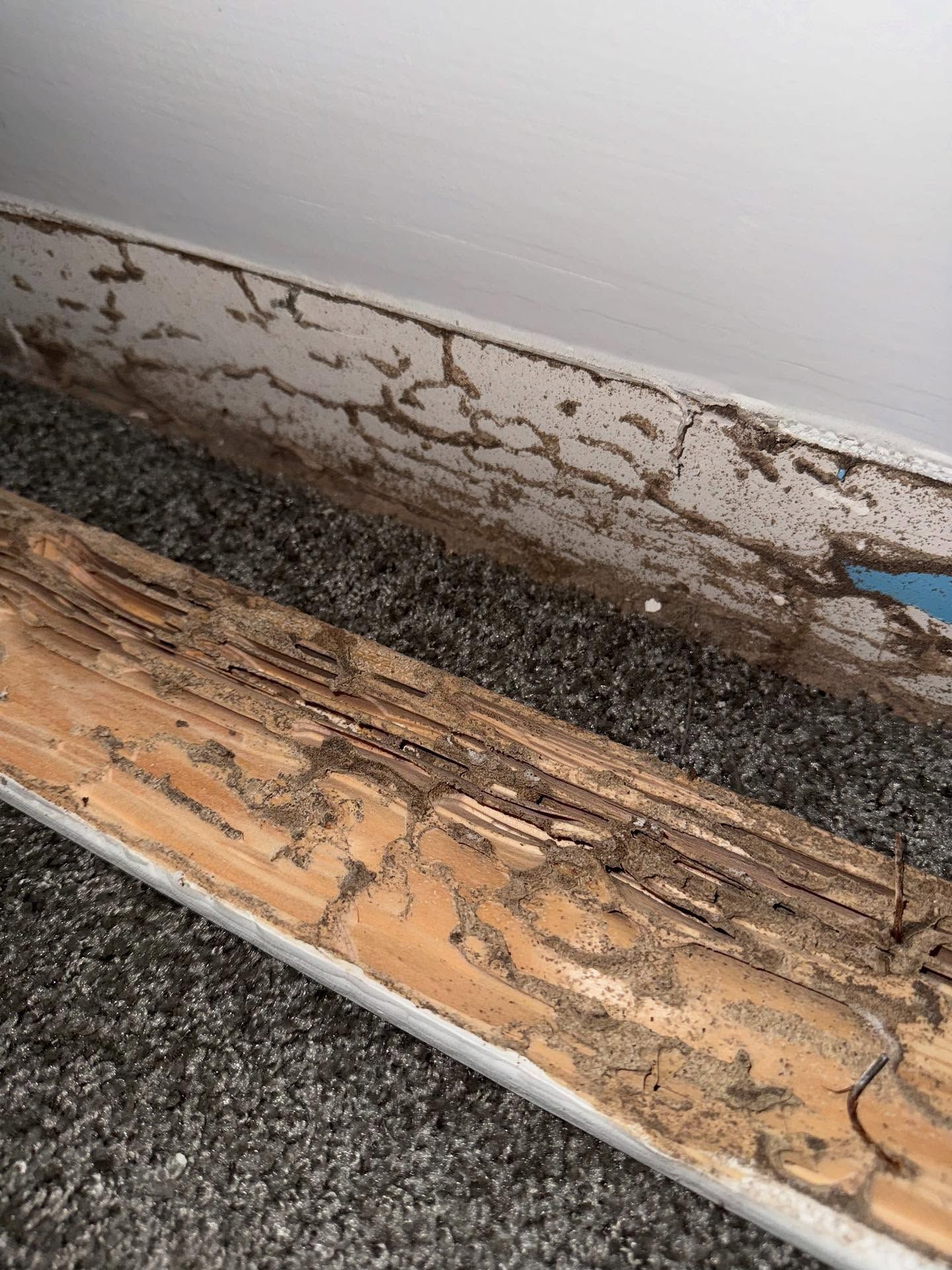 Termite-damaged wooden baseboard and wall with exposed tunnels; setting is carpeted.