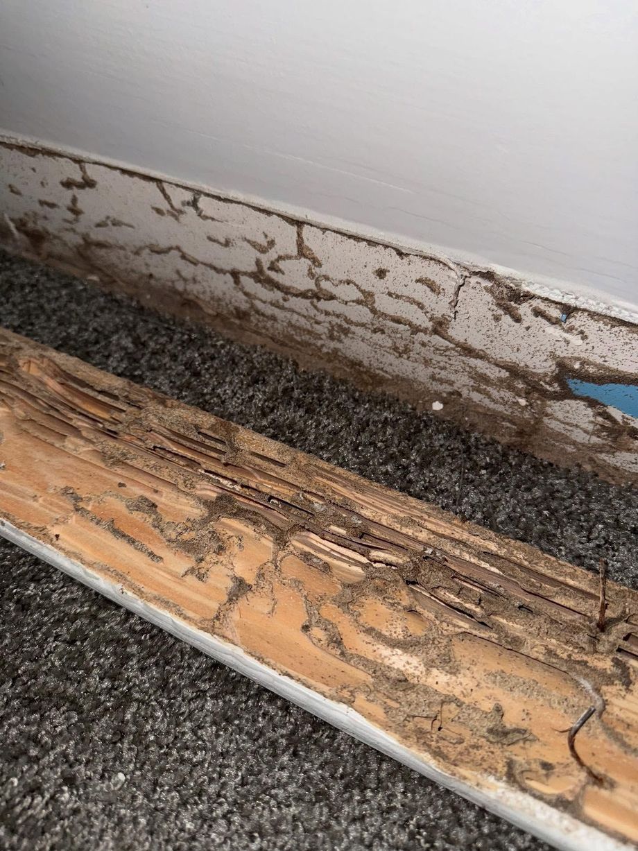Termite-damaged wooden baseboard and wall with exposed tunnels; setting is carpeted.