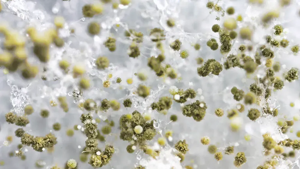 Close-up of mold: green and yellow spores on a white, web-like surface.