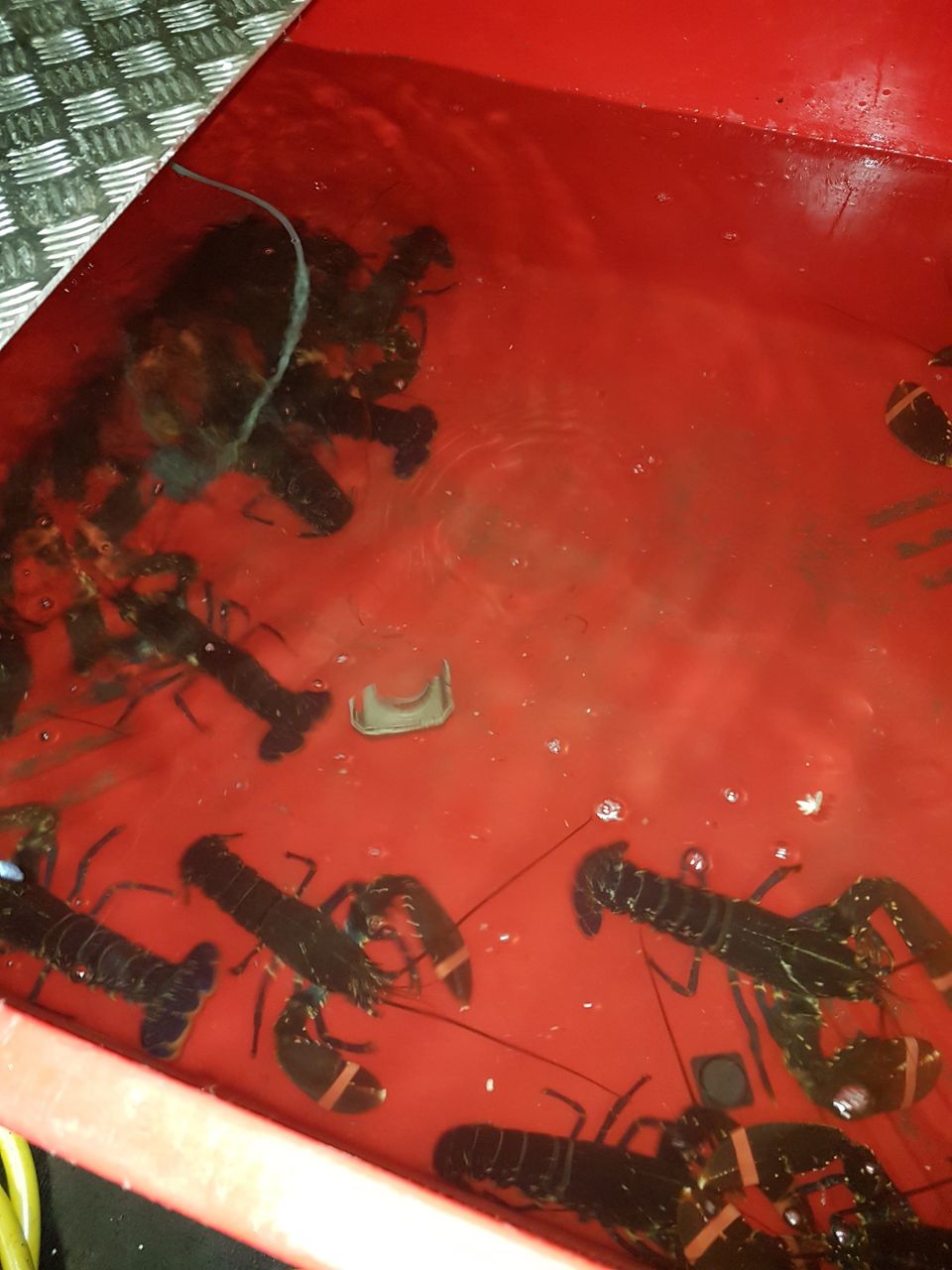 Fresh lobster in tank at St Andrews Seafoods