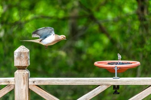 bird flying towards a birdbath fountain