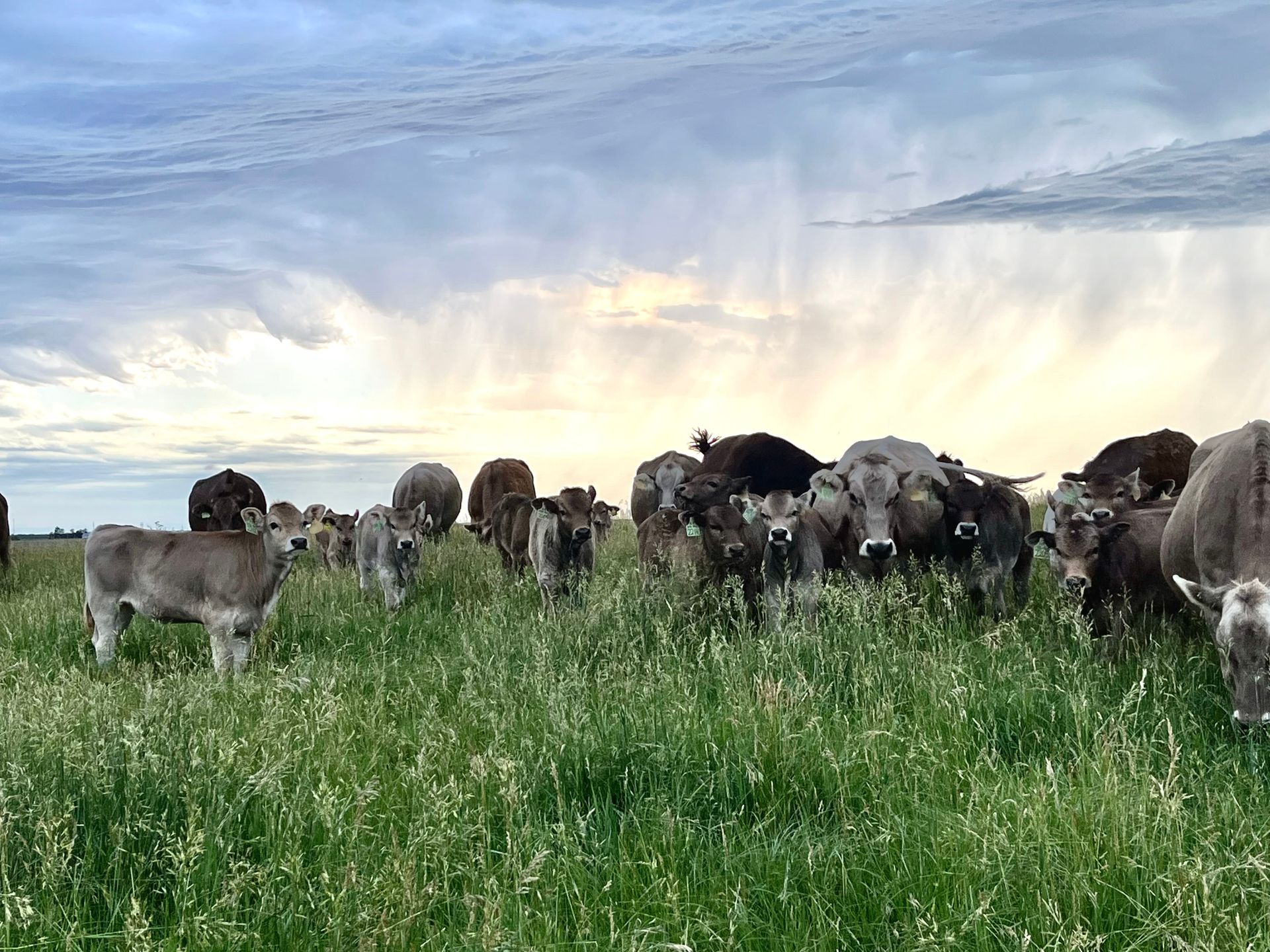 A herd of cows grazing in a grassy field.