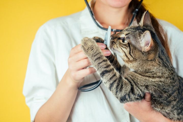 Gatto con veterinaria