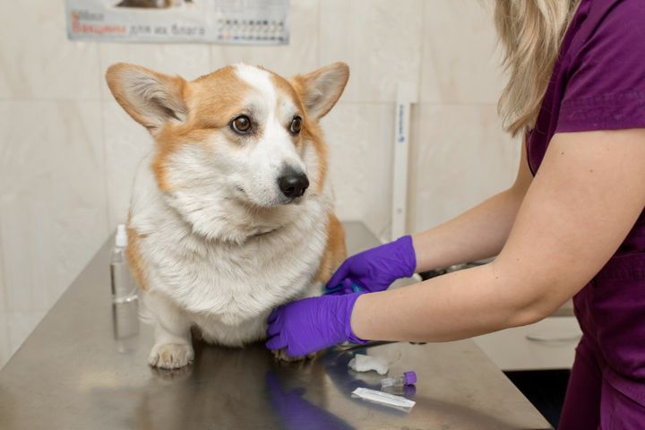 Cane dal veterinario