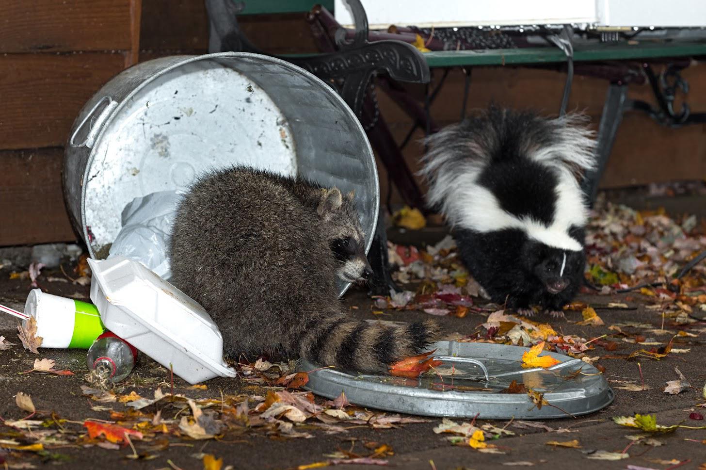 Racoons in the Trash — Waterford, MI — Anteater Pest Control, Inc.