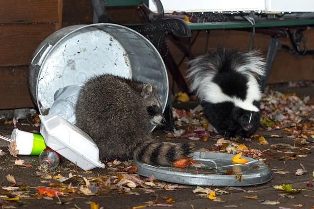 Could Raccoons Skunks or Opossums Be Riding Out Winter in Your