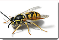 Yellow Jacket — Side View of Yellow Jacket in Waterford, MI