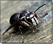 Bald-Faced Hornets — Front View of Bald-Face Hornet on Tree Branch  in Waterford, MI