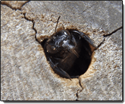 Carpenter Bee Hole — Bee Making its Home in the Wood in Waterford, MI
