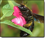 Carpenter Bees — Close-up Image of Carpenter Bee in Waterford, MI