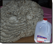 A Yellow Jacket's Nest — Nest of Yellow Jacket with Insecticide in Waterford, MI