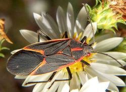 Box Elder Beetles — Box Elder on Flower in Waterford, MI