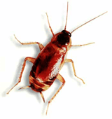 Brown Banded Cockroach — Brown Banded Cockroach on White Background in Waterford, MI
