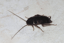 An Oriental Cockroach — Cockroach Lying on Floor in Waterford, MI