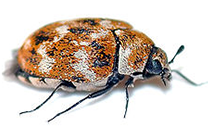 Carpet Beetles — Beetles on White Background in Waterford, MI