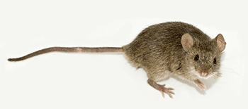 Mole — Mole Peeking from the Ground in Waterford, MI