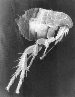 A Flea — Black and White Flea Image in Waterford, MI