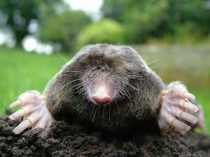 Mole — Mole Peeking from the Ground in Waterford, MI