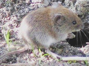 Vole — Side View of Vole on Ground in Waterford, MI