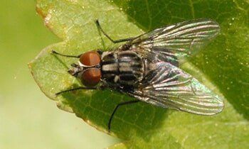 Fly — Fly on a Leaf in Waterford, MI