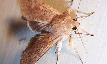 Moth — Moth on Table in Waterford, MI