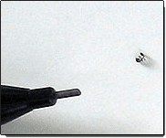 Pharaoh Ant — Ant on Wall in Waterford, MI