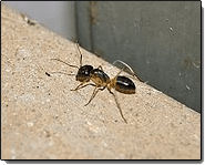 Slab Ant — Ant Roaming on Pavement in Waterford, MI