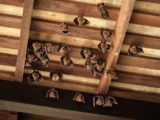 Bats on the Ceiling — Waterford, MI — Anteater Pest Control