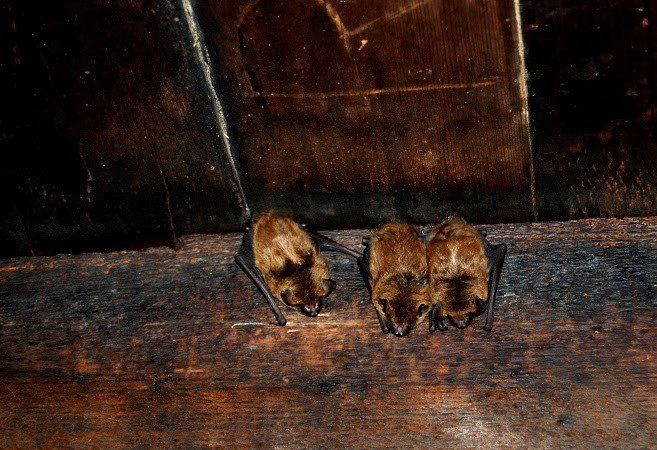 Hibernating Bats — Waterford, MI — Anteater Pest Control Inc