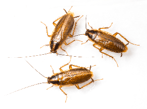 Three Cockroaches — Pest Control in Waterford, MI