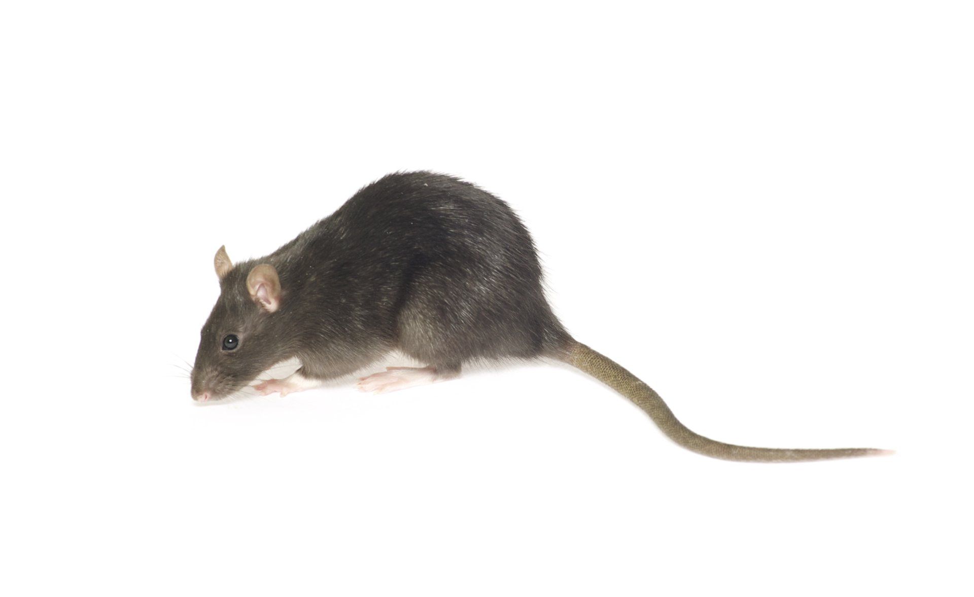 Vole — Side View of Vole on Ground in Waterford, MI