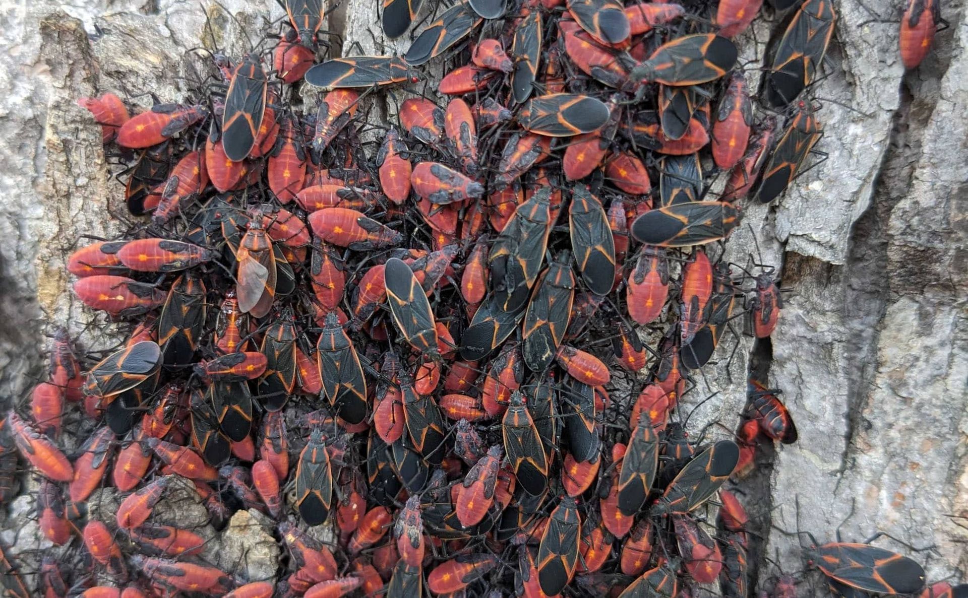 Box Elder Bugs on tree
