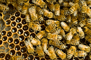 Honey Bees — Beehive with Honey Bees in Waterford, MI