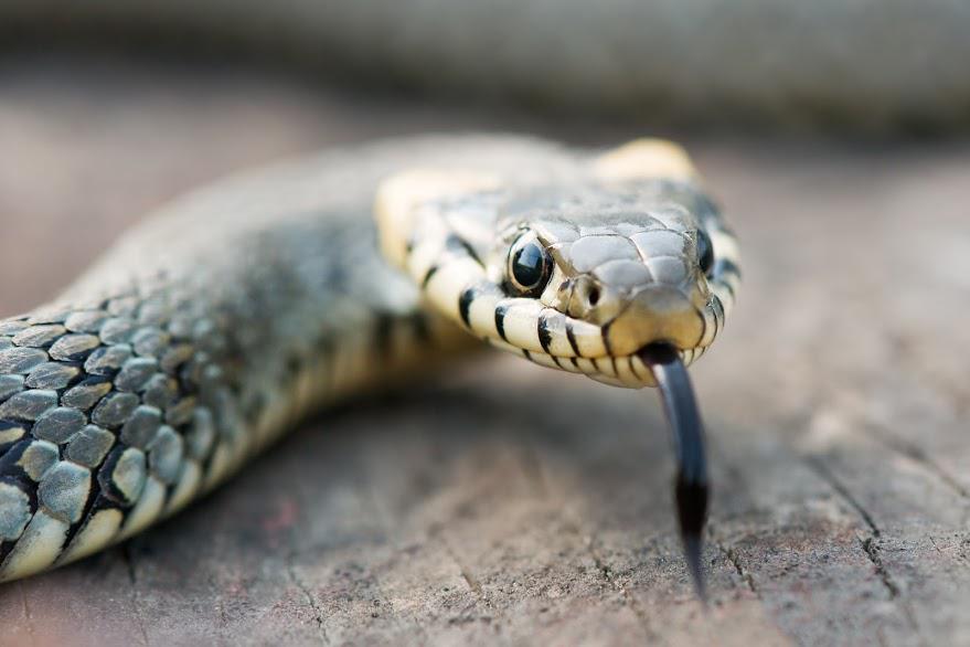 Snake — Waterford, MI — Anteater Pest Control