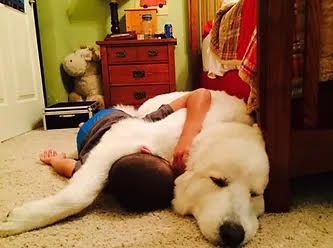 A boy is laying on the floor with a large white dog.