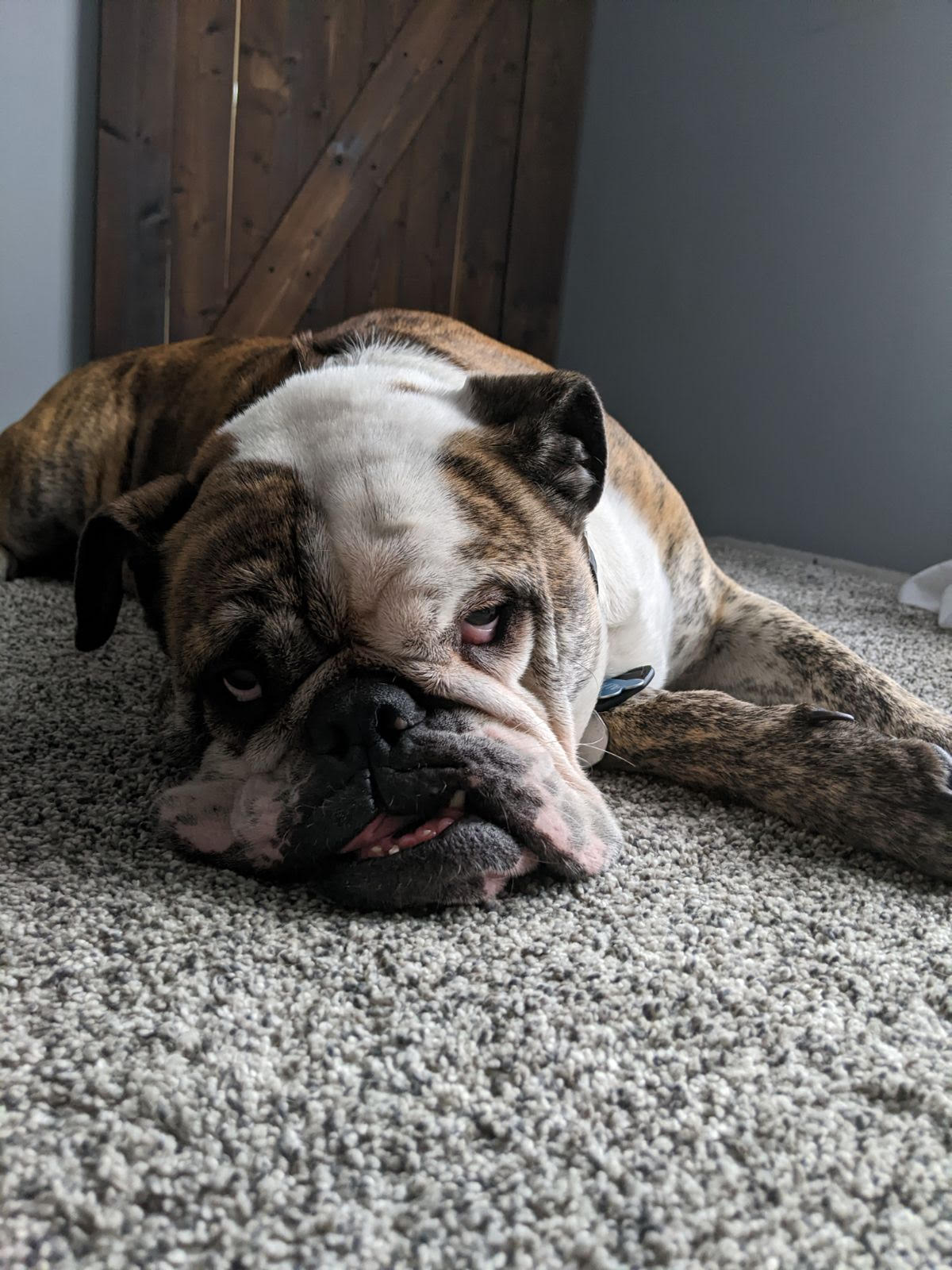 A brown and white bulldog is laying on a carpet.