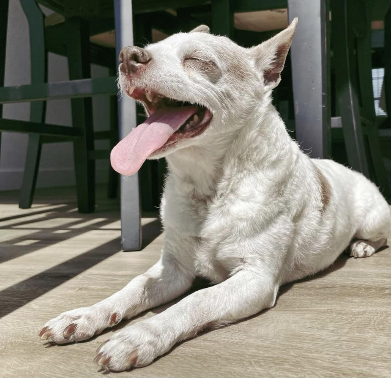 A white dog laying down with its tongue hanging out