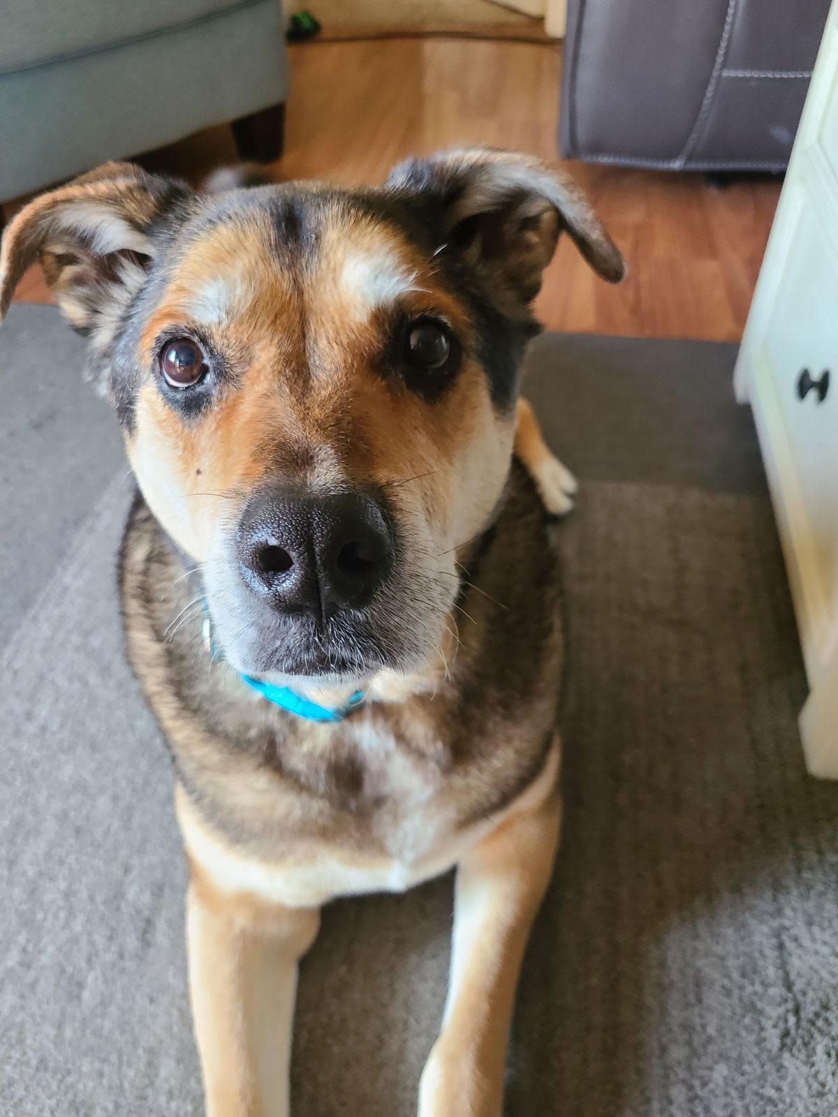 A brown and black dog is laying on the floor and looking at the camera.