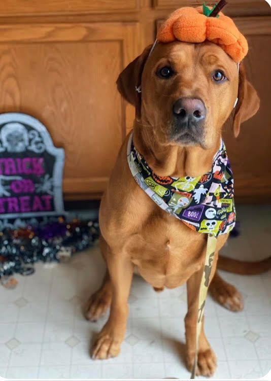 A dog wearing a pumpkin hat and a bandana is sitting in front of a trick or treat sign