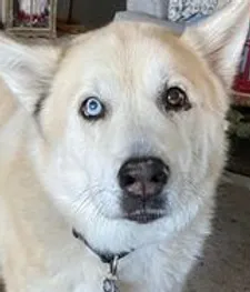 A close up of a white dog with blue eyes looking at the camera.