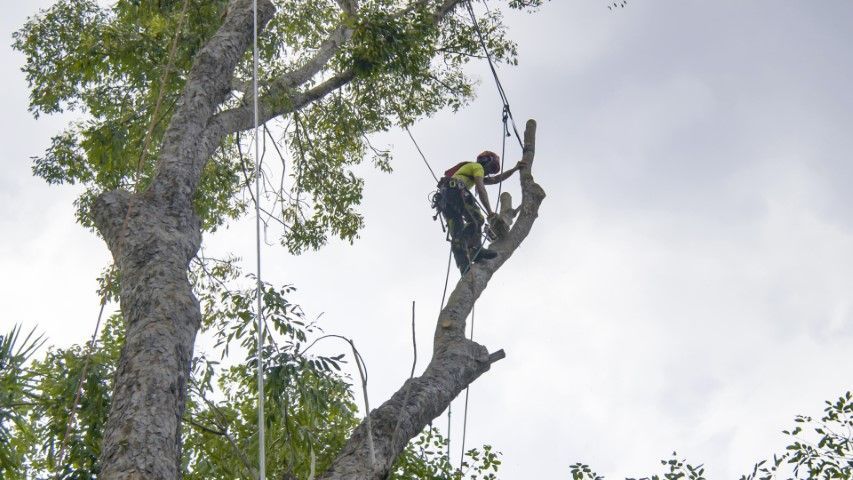 A man is climbing a tree with a chainsaw.
