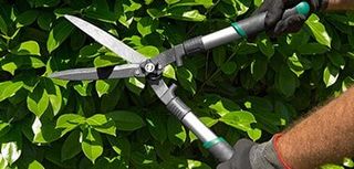 Pruning And Trimming — Trimming Hedge in Asheville, NC