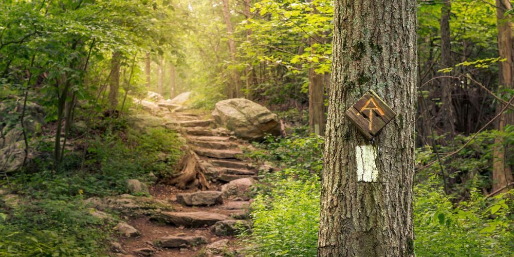 A tree with a sign on it in the middle of a forest.