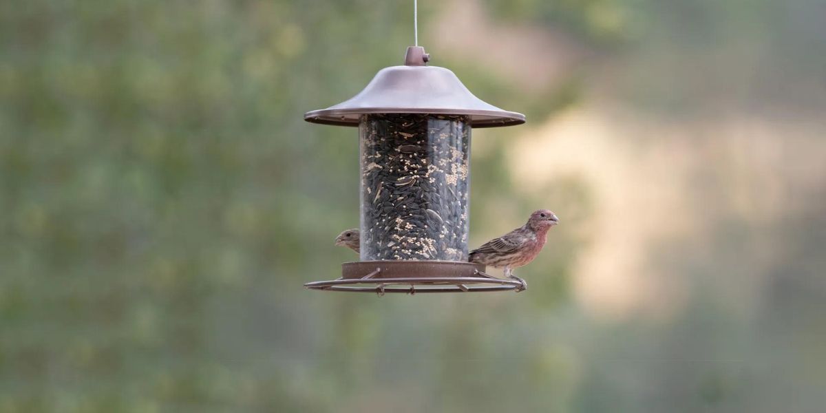 bird feeders